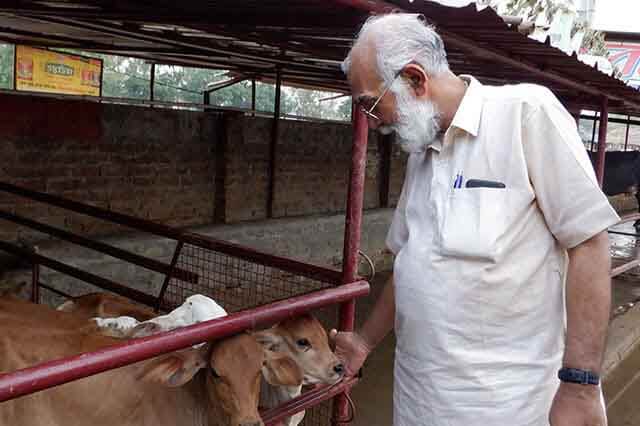 girish jha with cow
