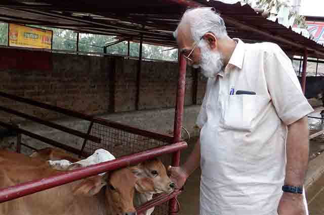 girish jha with calf